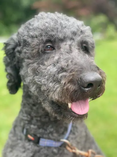 Close-up zwarte dubbele Doodle