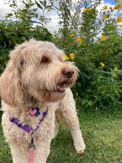 close-up dubbele doodle met halsband en riem