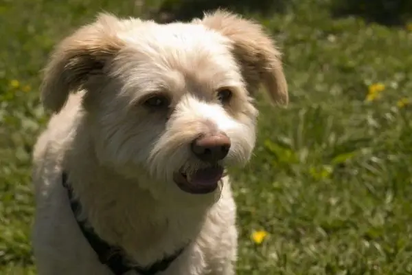 dalītājs-suņa ķepa