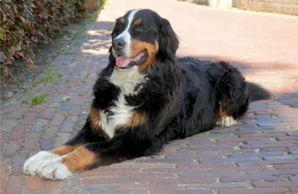 Berner sennenhund liggende på bakken