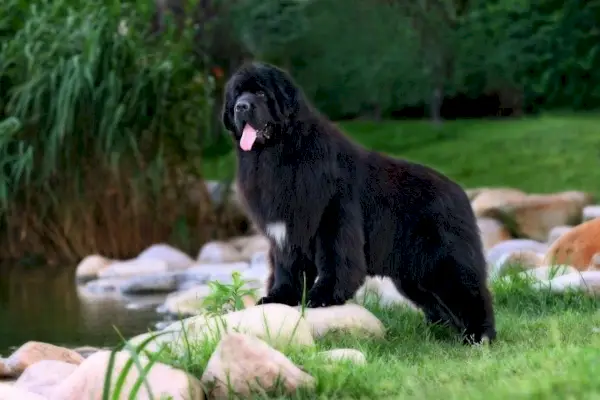 newfoundland dog_YAN WEN_Shutterstock