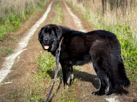 svart newfoundland hund