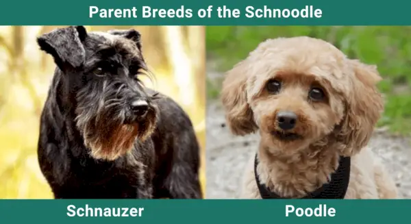 Divisor de perro_v2_NEW_MAY_24_