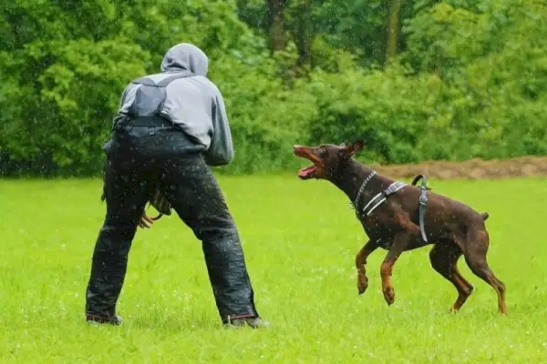 doberman pinscher gøen udendørs