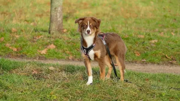 australsk-hyrde-stående-på-græsset