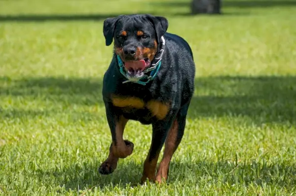 en rottweiler hund, der går på græs