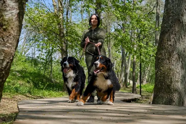 kvinna promenader två Berner sennen hund