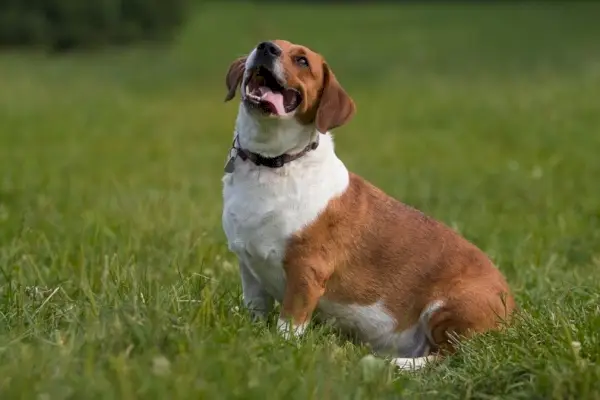 blandet-beagle-og-basset-hound_Hysteria_shutterstock