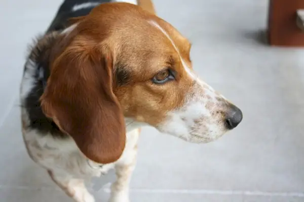Beagle-Basset-Mix_Sandy-Waggett_shutterstoock