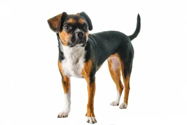 Boglen Terrier