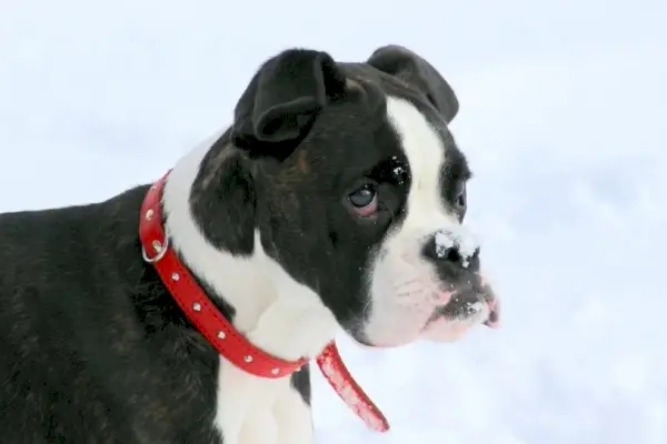 Boston-Bulldog inglese sulla neve