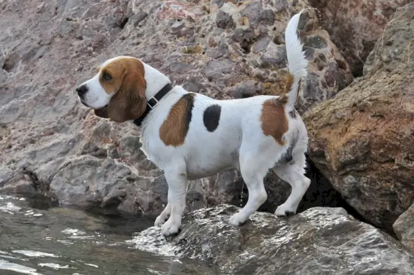 beagle a la roca