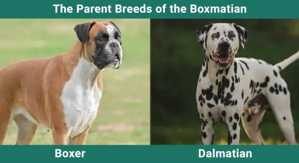 Boxmatians föräldraraser