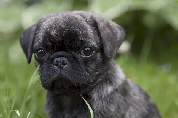 Cățeluș pug tigrat care pozează în iarbă