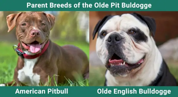 Parent_breeds_stari angleški buldog