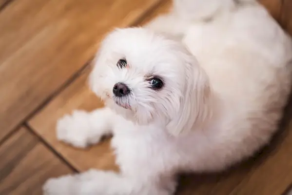 Junge weiße Teetasse Malteser