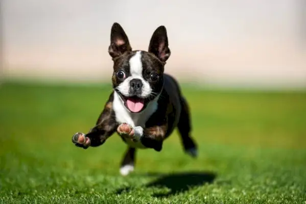 Boston Terrier läuft auf Gras
