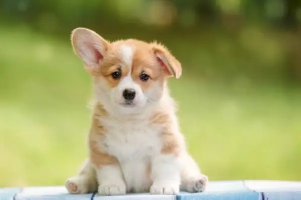 Süßer Pembroke Welsh Corgi Welpe mit einem Ohr, der draußen im Sommerpark steht