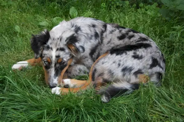草の上に横たわる病気のオーストラリアン シェパード犬