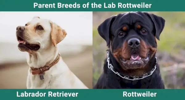 Parent_breeds_Lab Rotveileris