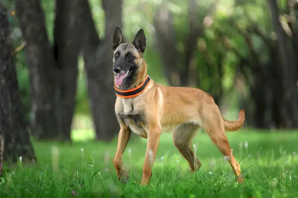 Belgický ovčiak Malinois pes stojí v tráve v lese