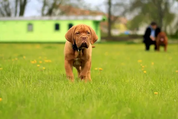 fransk mastiff hvalp