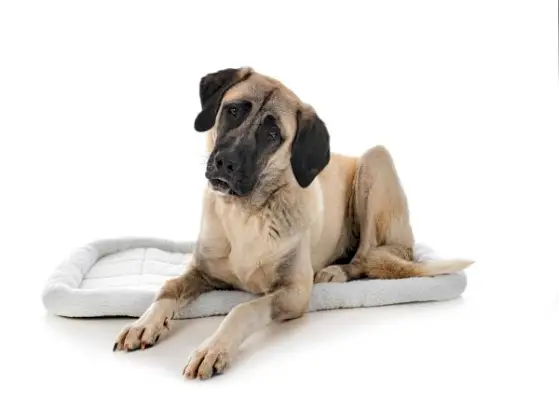 Dogster divider_v2_NEW_MAY_24_