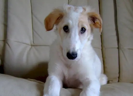 Divisor de perro_v2_NEW_MAY_24_