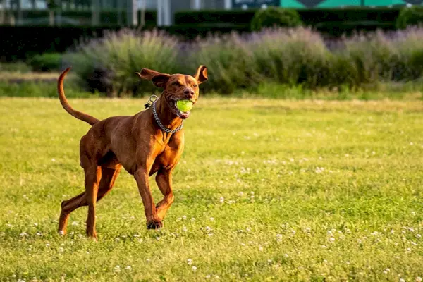 Vizsla-Hund spielt draußen