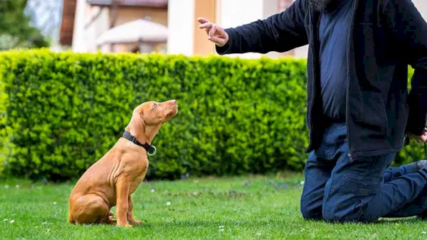 Mann trainiert seinen Vizsla-Hund
