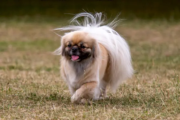 Tibetský španěl pes procházky v parku