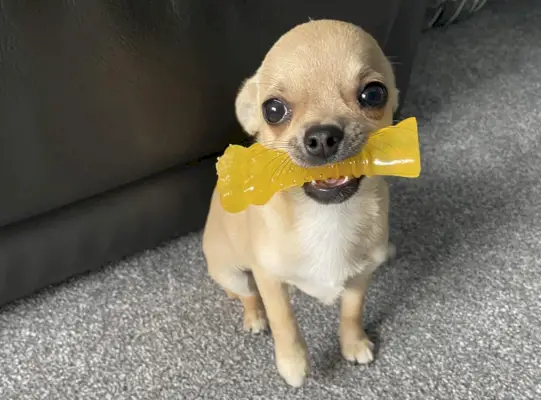 Chihuahua med tuggleksak