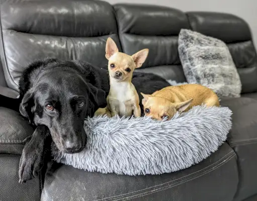 Chihuahuas med labrador i soffan