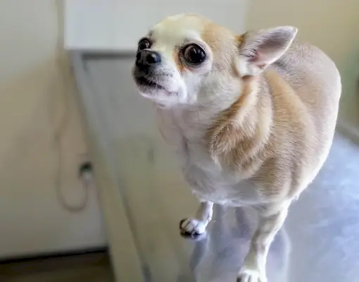 Överviktiga Chihuahua