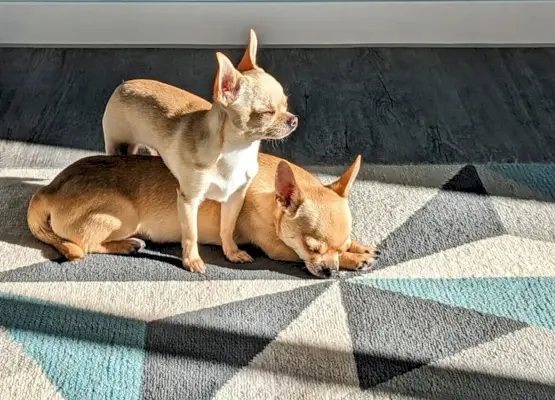Chihuahuas i solen
