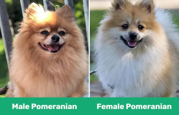 maschio femmina pomerania (1)
