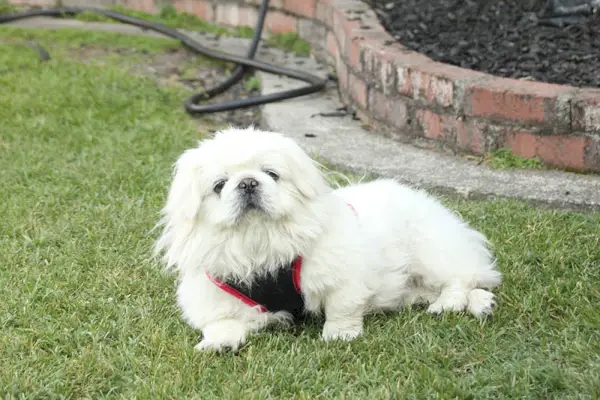 weißer Pekingese