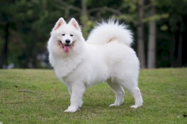 Samojedenhund im Park