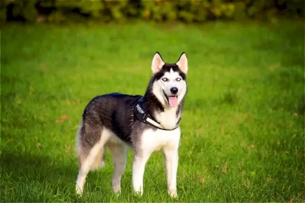 Sibirischer Husky-Hund steht auf Gras