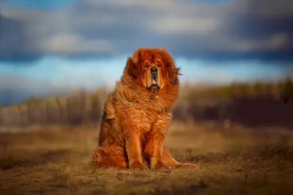 wunderschöner tibetischer Mastiff