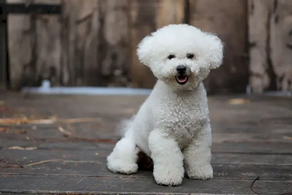 Bichon Frise Hund sitzt auf einer Holzoberfläche