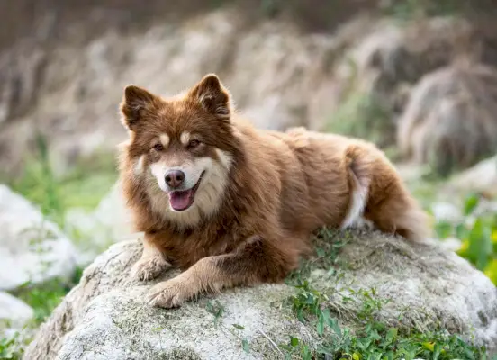 Finnischer Lapphund ruht auf dem Stein