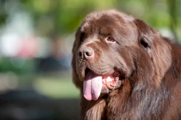 Brauner Neufundländer auf dem Feld