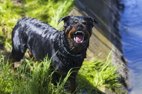 Boze Rottweiler