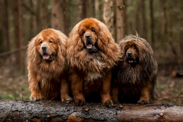 tre røde tibetanske mastiff-hunder