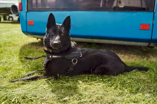 Cão preto Elkhound norueguês deitado na grama