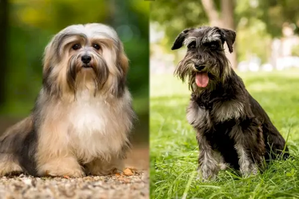Havanais och dvärgschnauzer