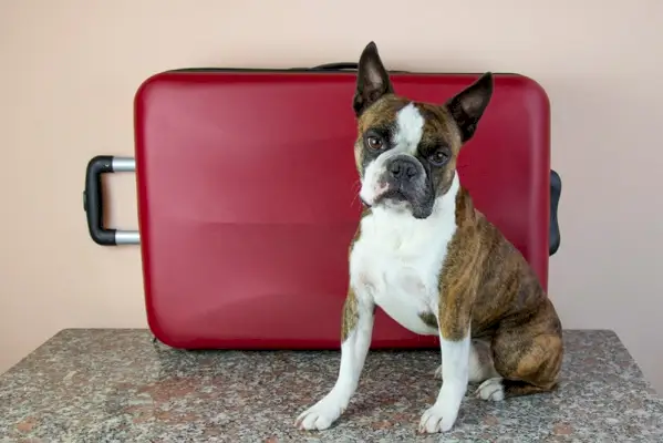 Brindle Boston Terrier med bagasje