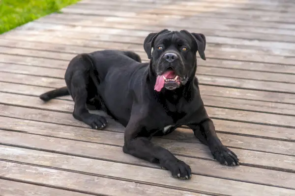 canya-negra-corso-estirat-en-un-porxo