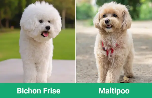 Bichon Frise vs Maltipoo - Diferențe vizuale